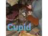 Adopt Cupid a Australian Cattl