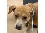 Adopt Charlie a Brown/Chocolate American Pit Bull Terrier / Mixed dog in