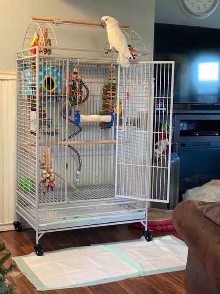 Cockatoos for Sale | Pets on Oodle Classifieds