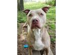 Adopt Stitch a Tan/Yellow/Fawn Pit Bull Terrier / Mixed Breed (Large) / Mixed