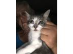 Adopt Daisy kitten a Gray or Blue (Mostly) Domestic Shorthair (short coat) cat