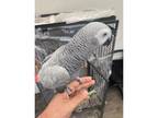 African Grey HEN, 7mnths old