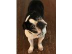 Adopt Artie Bunker MD a Black - with White Boston Terrier / Mixed dog in