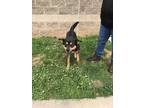 Adopt Niko a Black Rottweiler / Mixed dog in Gainesville, GA (31298827)