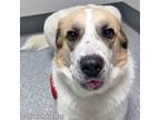 Adopt Dale in OH - Loyal and Easy-Going a Great Pyrenees, Anatolian Shepherd