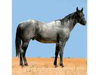 homozygous blue roan stallion