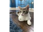 Adopt Sky a Gray or Blue (Mostly) Abyssinian cat in Ocala, FL (31338021)