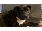 Adopt Bingo a Black American Pit Bull Terrier / Mixed dog in Gadsden