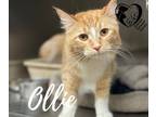 Adopt Ollie 21-104 a Orange or Red Domestic Mediumhair cat in Estevan