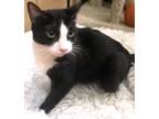 Adopt BABY a Black & White or Tuxedo Domestic Shorthair (short coat) cat in