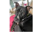 Adopt Dante a Black - with White Pit Bull Terrier / Mixed dog in West Bend