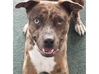 Adopt Akira a Brown/Chocolate - with White Catahoula Leopard Dog / Mixed dog in