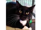 Adopt Bootz a Black & White or Tuxedo Domestic Shorthair (short coat) cat in