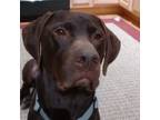 Adopt Winston a Chocolate Labrador Retriever, German Shorthaired Pointer