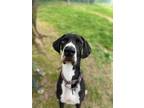 Adopt Hayden a Black Great Dane / Mixed dog in Pekin, IL (31409484)