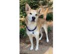 Adopt CADE a Tan/Yellow/Fawn - with White Husky / Shepherd (Unknown Type) dog in