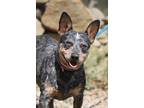 Adopt Betsy a Gray/Silver/Salt & Pepper - with Black Australian Cattle Dog /