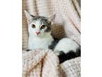 Adopt Dasie Young Kitty a Domestic Shorthair / Mixed (short coat) cat in