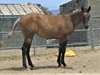 big ApHC athletic lovely mover can halter all around prospect