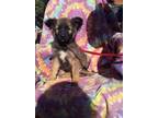 Adopt Mink a Black - with Tan, Yellow or Fawn Shepherd (Unknown Type) / Mixed
