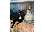 Adopt Personable Popeye and Panera a Domestic Short Hair