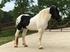Premium Homozygous Spotted Draft Stallion