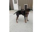 Adopt Reese's a Catahoula Leopard Dog