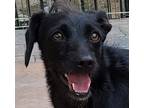 Adopt Miss Dahlia a Cairn Terrier, Parson Russell Terrier