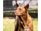 Adopt Bowie a Carolina Dog / Husky / Mixed dog in Fulton, TX (31479442)