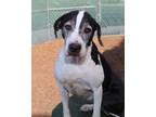 Adopt Myrah_2021 a White - with Black Treeing Walker Coonhound dog in Virginia