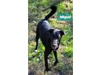 Adopt Miguel - VIDEO! a Border Collie