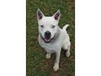 Adopt Coop a Husky / Akita / Mixed dog in Baltimore, MD (31511718)