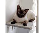 Adopt Rousseau a Oriental / Mixed (short coat) cat in Santa Fe, NM (31467563)