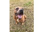 Craig, American Staffordshire Terrier For Adoption In Beaumont, Texas