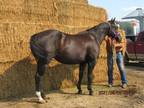 Working Pedigreed Black Beauty Bred to Red Roan working bred for 2022