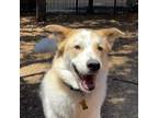 Adopt ODIE a Great Pyrenees, Cattle Dog