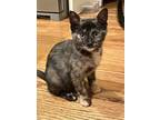 Kitten Chloe, Domestic Mediumhair For Adoption In Franklin, Tennessee