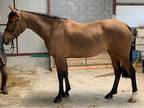 Talented Irish Sport Horse Mare