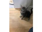 Adopt Ella a Gray, Blue or Silver Tabby American Shorthair (short coat) cat in