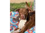 Adopt Nestle a Brown/Chocolate American Pit Bull Terrier / Labrador Retriever /
