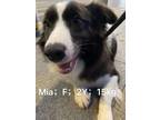 Adopt Mia a Black - with White Border Collie / Mixed dog in Surrey