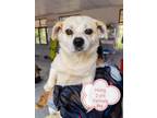 Adopt Hong a White Labrador Retriever / Beagle dog in Surrey, BC (31563343)