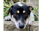 Adopt Barbara Special IN FOSTER & HOUSE TRAINED a White - with Black Collie /