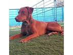 Adopt Nack a Red/Golden/Orange/Chestnut Doberman Pinscher / Mixed dog in Kenedy