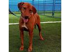 Adopt Nick a Red/Golden/Orange/Chestnut Doberman Pinscher / Mixed dog in Kenedy
