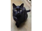 Adopt Ebony a All Black Domestic Shorthair (short coat) cat in Creston
