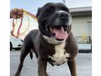 Adopt Odie a Boxer, American Staffordshire Terrier
