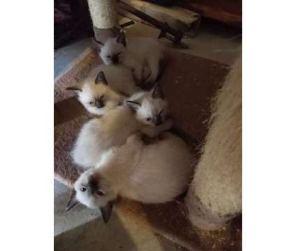 ONE MALE and FEMALE LEFT! Purebred Seal Point Siamese kittens going home now is a Female Siamese Kitten For Sale in Springfield OR