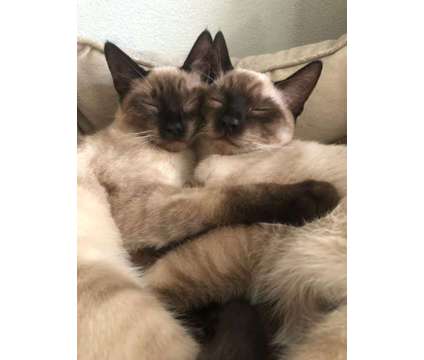 ONE MALE and FEMALE LEFT! Purebred Seal Point Siamese kittens going home now is a Female Siamese Kitten For Sale in Springfield OR