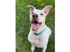 Adopt Ollie a American Staffordshire Terrier